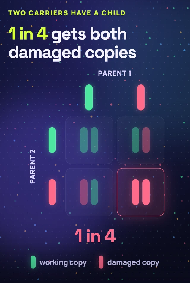 A Punnett square: 1 in 4 gets both damaged copies